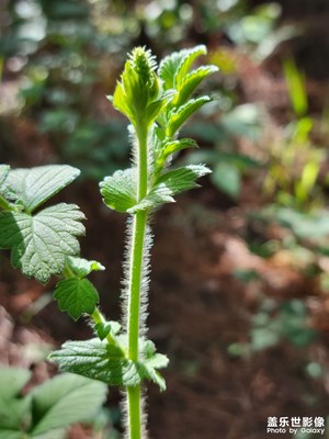 【镜头里的故事】植物