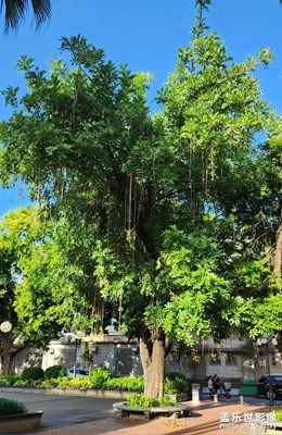 吊瓜树