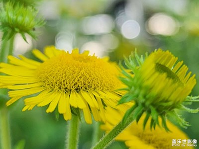 【分享美好】旋覆花