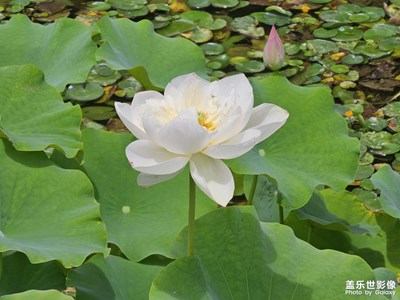 【随处精彩】+ 印日荷花