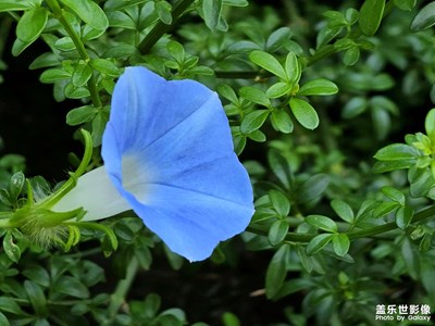 【随处精彩】蓝色牵牛花