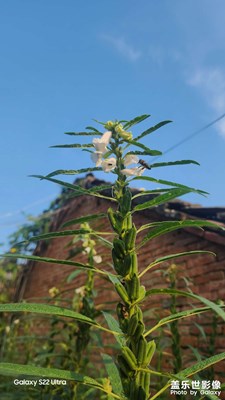 【最美初秋】+初秋小风景