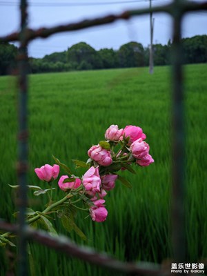 南青荡一圈