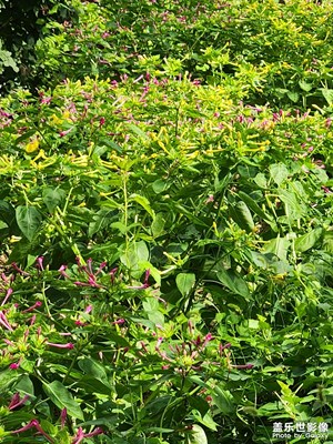 【最美初秋】雨后晴天里慢跑