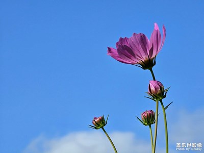 【再见夏天】那些花儿