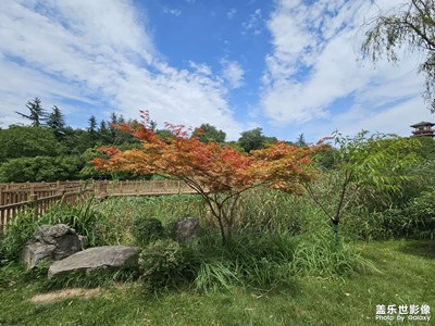 【再见夏天】+ 夏日随拍