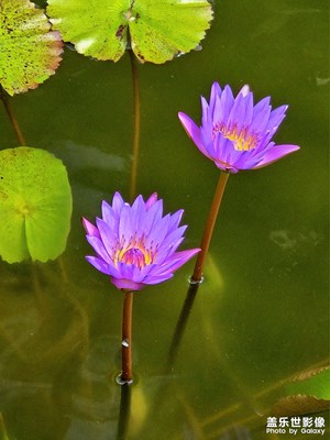 花语