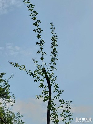 【再见夏天】+挥手告别夏天