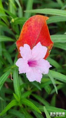 蓝花草