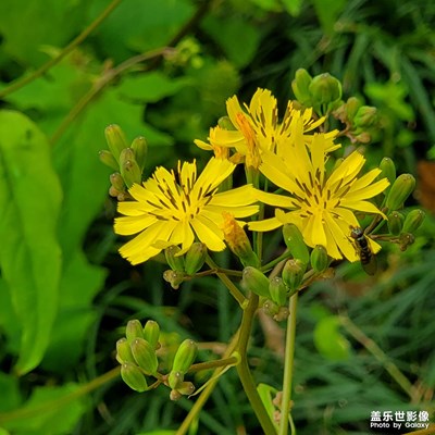 【光阴的故事】+繁花朵朵