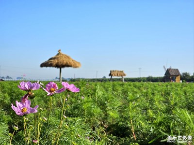 【最美初秋】花乡漫步