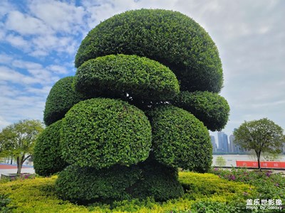 【最美初秋】花草随拍