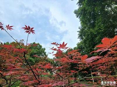 【城市名片】+武汉解放公园