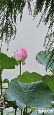 池上秋又来，荷花半成子。