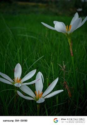 【欢乐小长假】+秋香步道拍花