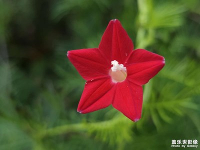 【双节小长假】花儿献祖国