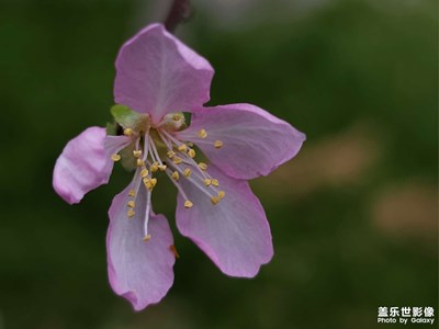 【别样精彩】十月桃花开