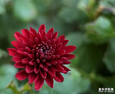 【双节小长假】花儿献祖国（二）