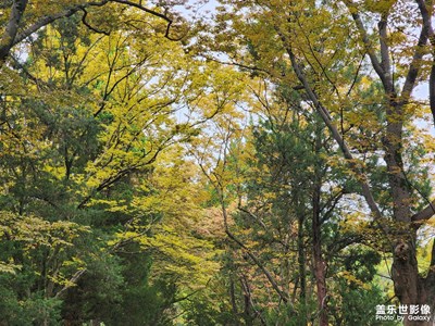 【镜头里的秋日私语】+南京秋日