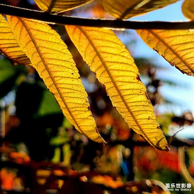 【镜头里的秋日私语】+深秋色彩