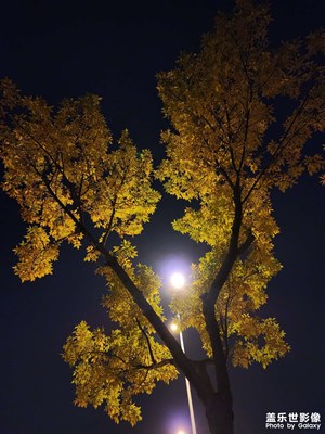 【赏秋正当时】+光影下金色的树叶