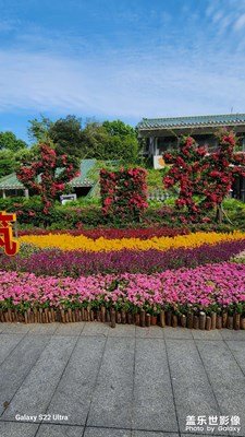 游园随照