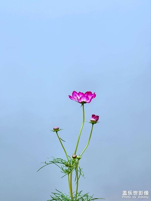 水边的格桑花