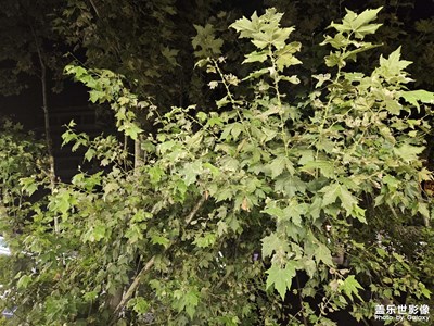 【一镜一世界】+树木葱茏