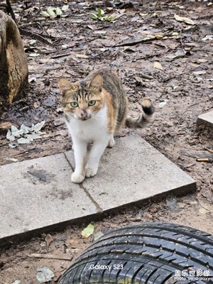 【淡写时光】猫