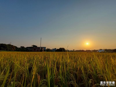 【淡写时光】夕阳下的稻田