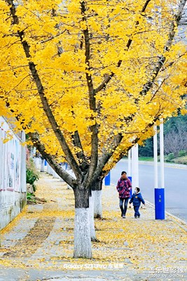 【淡写时光】人行道上的银杏叶