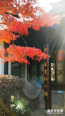 红枫