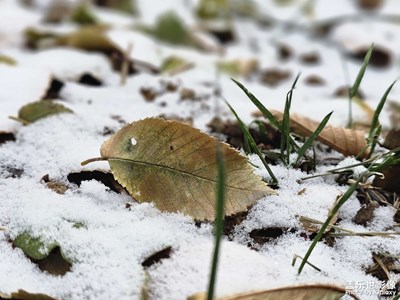 【快乐随拍】+津城今冬初雪