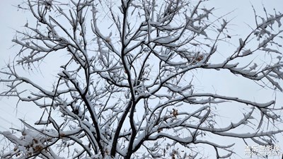 【随处风景】+ 遇见第一场雪