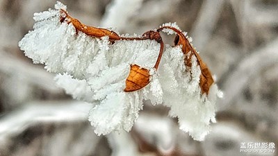 雾霜花开