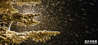 继续下雪
