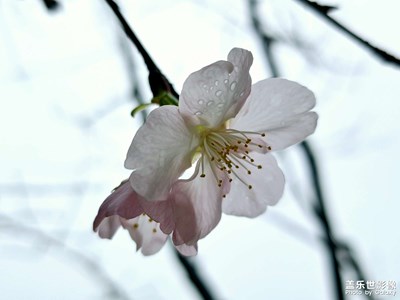【浮光掠影】樱园春早