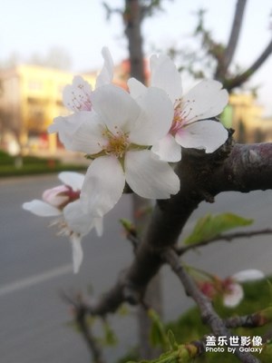 春花烂漫