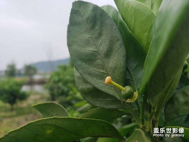 橘宝宝