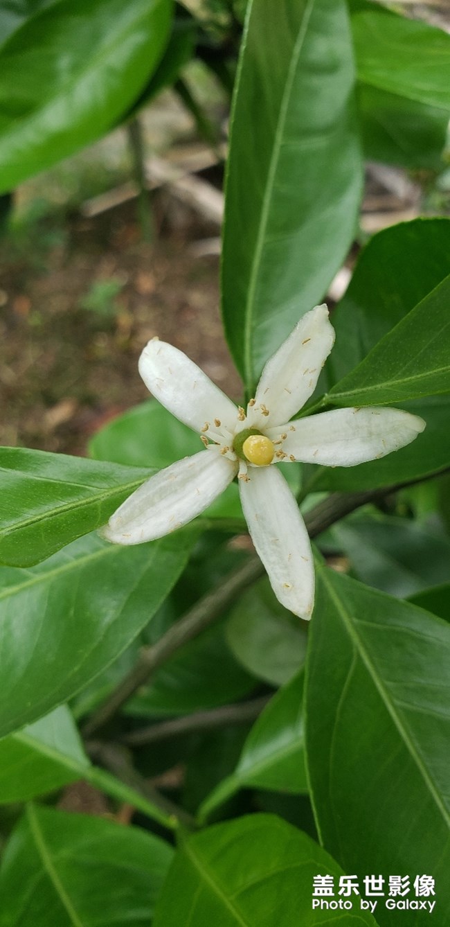 橘宝宝