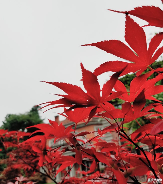 【叶子的故事】  初夏之探叶