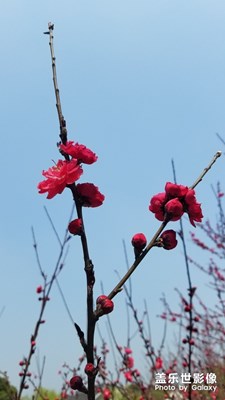 人面桃花相映红。