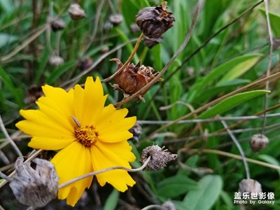 花开花落