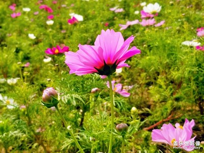 炫彩波斯菊