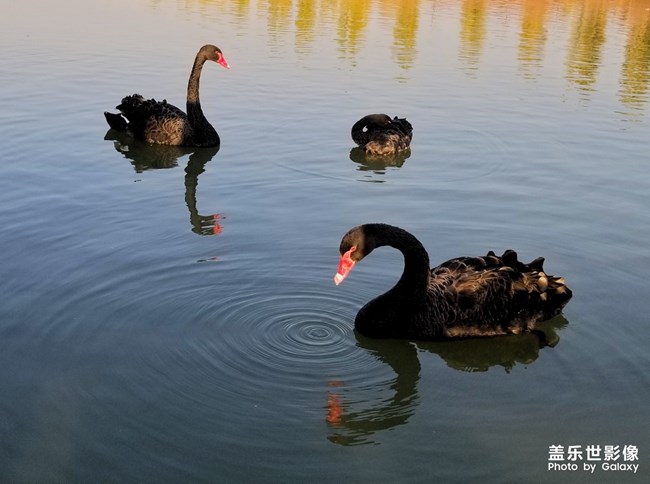 重阳.湿地.天鹅