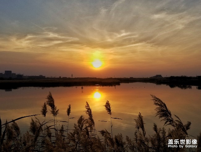 重阳.湿地.天鹅