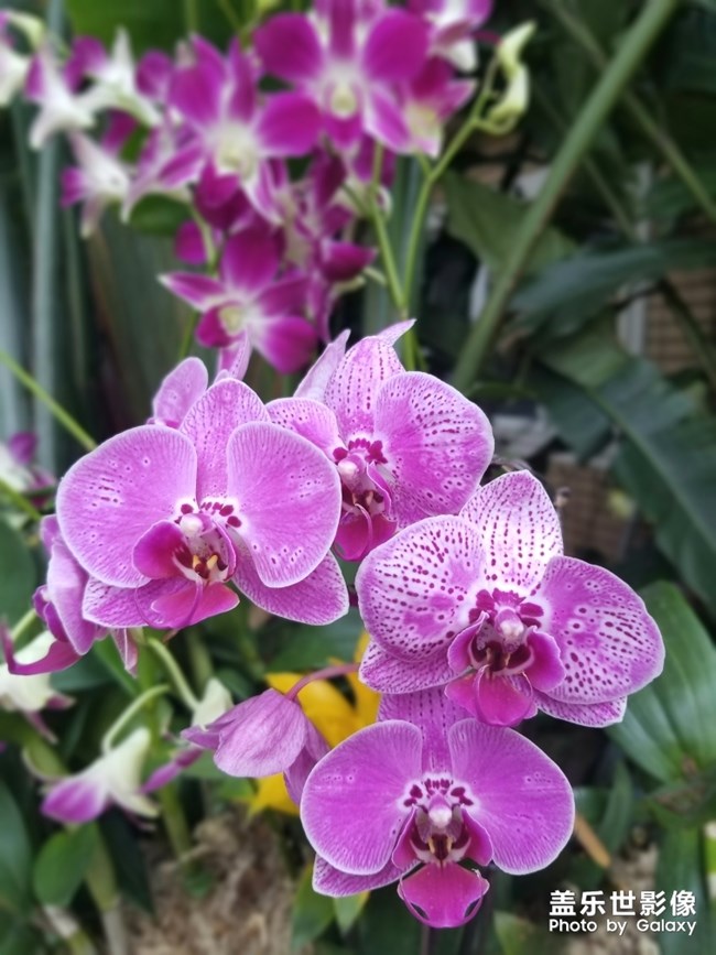 【色彩】+万千粉黛装点羊城