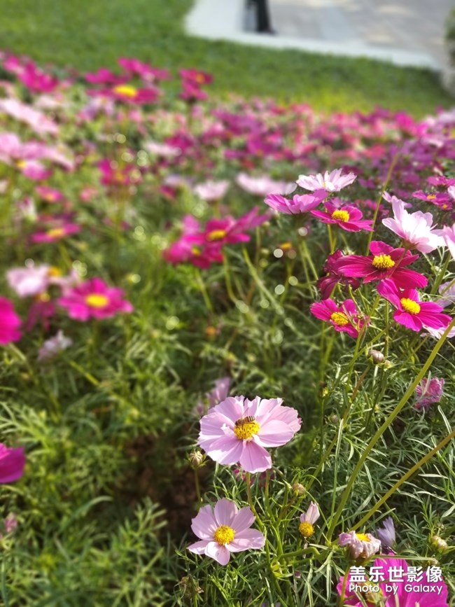 【色彩】+万千粉黛装点羊城