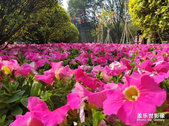 【色彩】+万千粉黛装点羊城