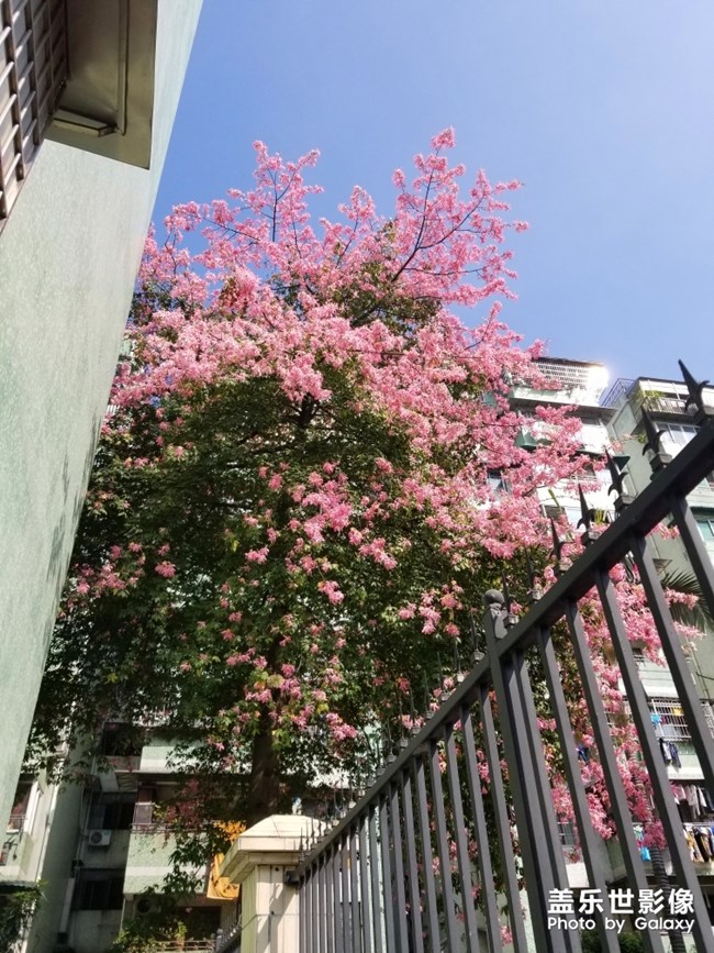 【色彩】+万千粉黛装点羊城